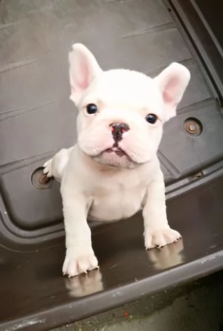 adorabili cuccioli di bulldog francese