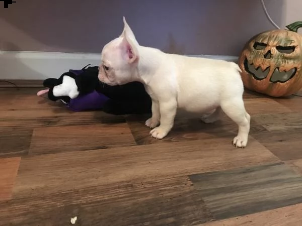 splendidi cuccioli di bulldog francese