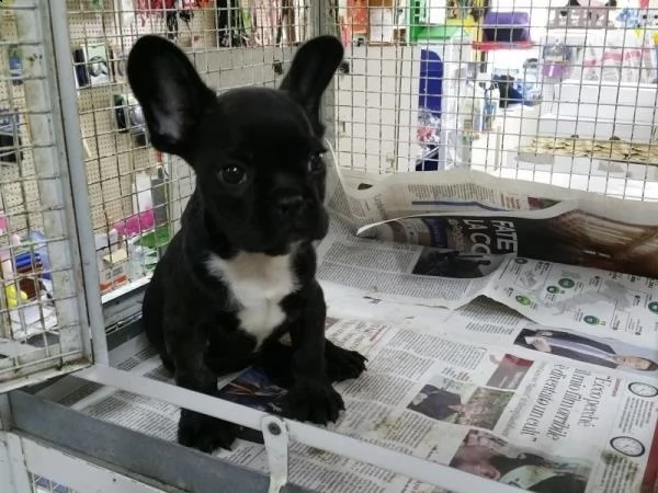 splendidi cuccioli di bulldog francese | Foto 0