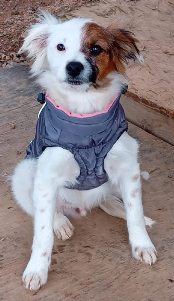 Oliver, un cucciolino di 3mesi aspetta casa | Foto 2