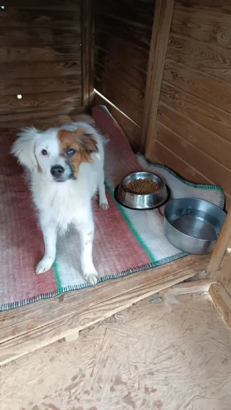 Oliver, un cucciolino di 3mesi aspetta casa | Foto 1