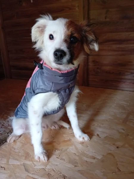 Oliver, un cucciolino di 3mesi aspetta casa