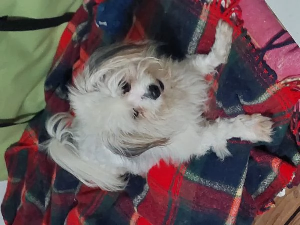 Benjamine, cucciolo buono aspetta casa