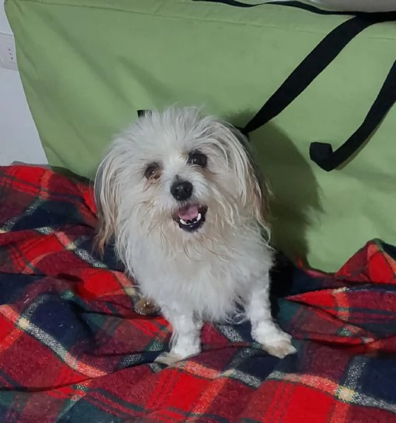 Benjamine, cucciolo buono aspetta casa | Foto 2