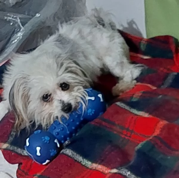 Benjamine, cucciolo buono aspetta casa | Foto 1