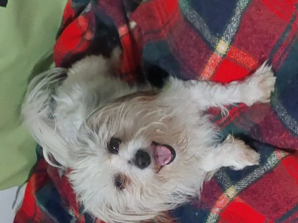 Benjamine, cucciolo buono aspetta casa | Foto 0