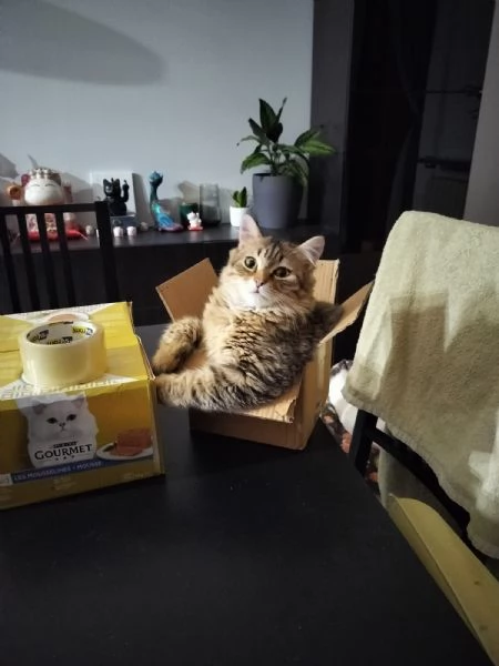 micini bellissimi, 6 ms solo x veri amanti di gatti