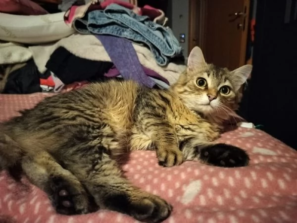 micini bellissimi, 6 ms solo x veri amanti di gatti | Foto 3