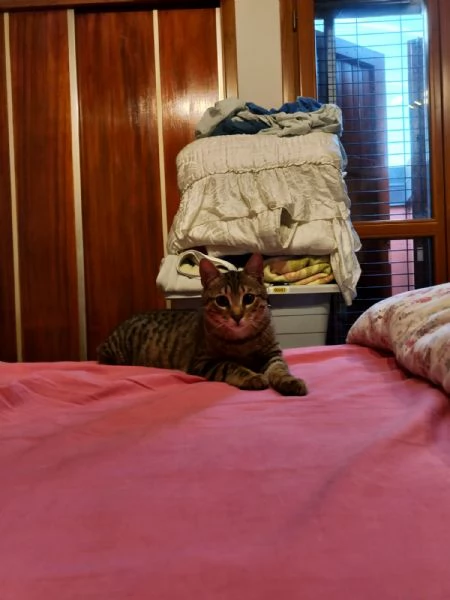 micini bellissimi, 6 ms solo x veri amanti di gatti | Foto 2