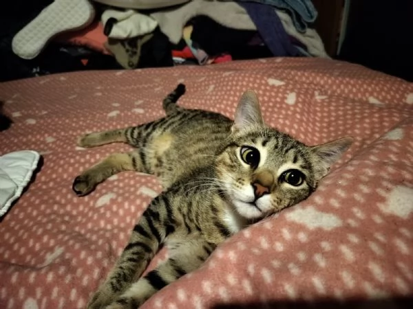 micini bellissimi, 6 ms solo x veri amanti di gatti | Foto 1