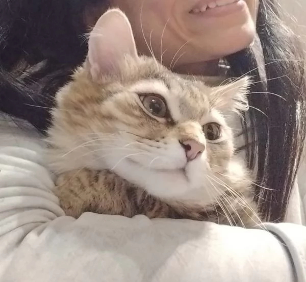 micini bellissimi, 6 ms solo x veri amanti di gatti | Foto 0