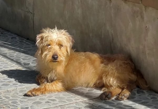 Artù, piccolino di soli 5kg aspetta una famiglia | Foto 0