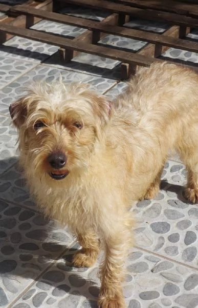 Artù, piccolino di soli 5kg aspetta una famiglia