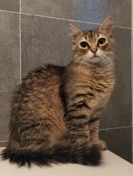 Bik e Orso aspettano una famiglia da tanto