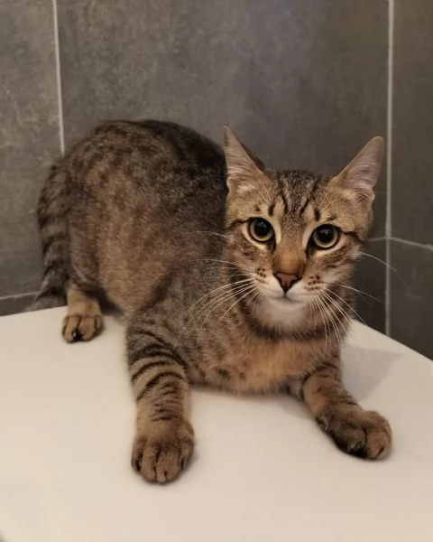 Bik e Orso aspettano una famiglia da tanto | Foto 2