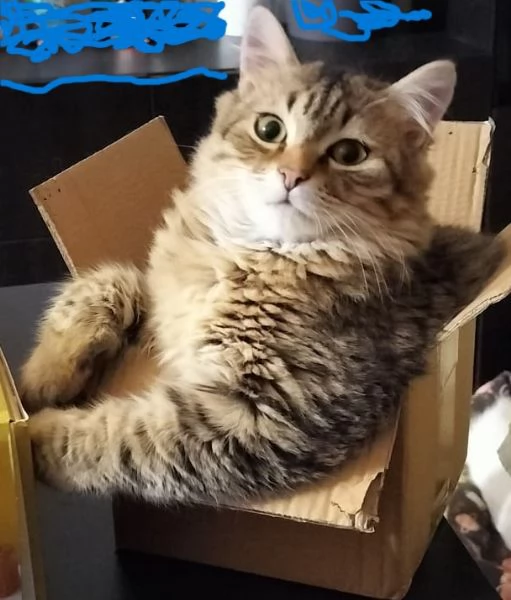 Bik e Orso aspettano una famiglia da tanto | Foto 1