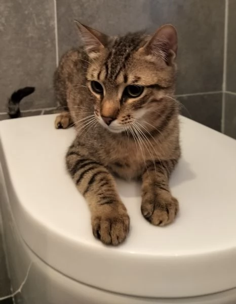 Bik e Orso aspettano una famiglia da tanto | Foto 0