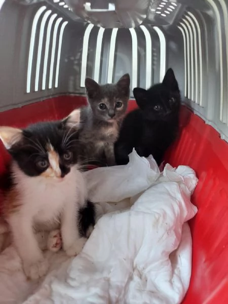 micini di soli due mesi aspettano una famiglia