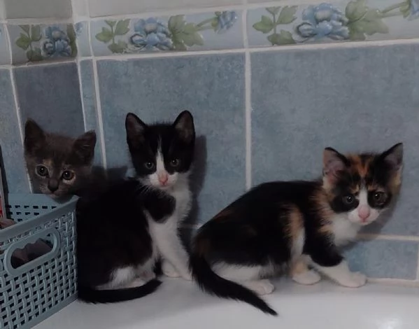 micini di soli due mesi aspettano una famiglia | Foto 3