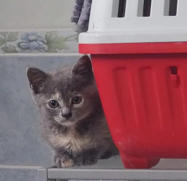 micini di soli due mesi aspettano una famiglia | Foto 2