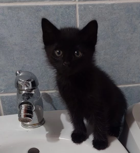 micini di soli due mesi aspettano una famiglia | Foto 1