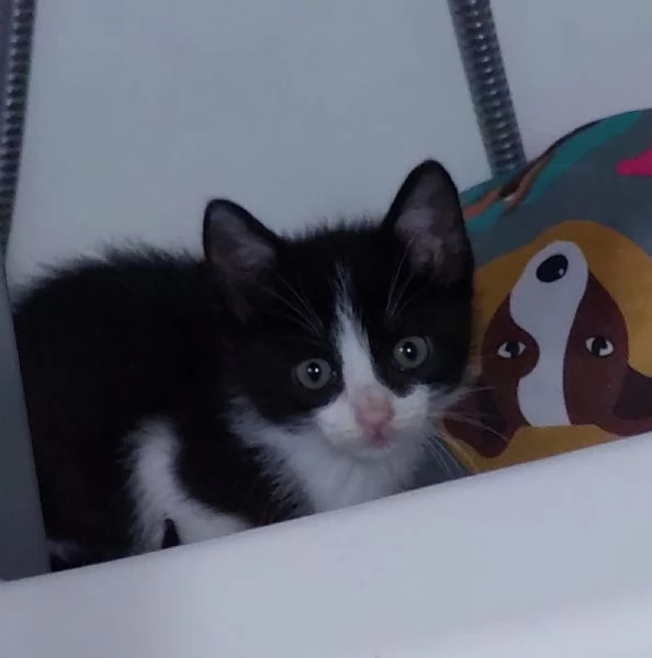 micini di soli due mesi aspettano una famiglia | Foto 0