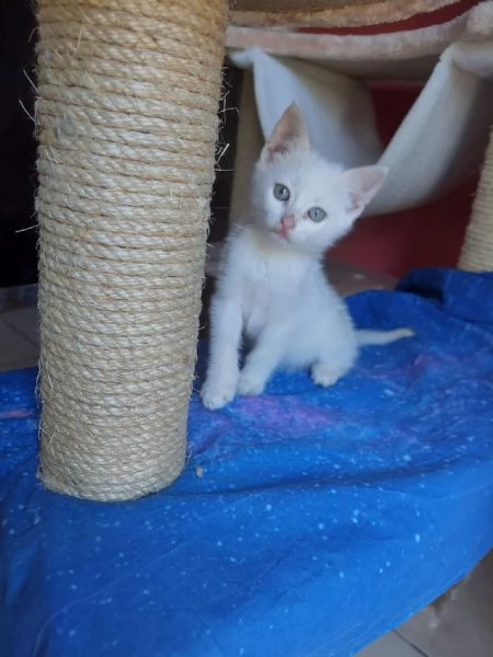 Teo, micino dolcissimo aspetta una famiglia