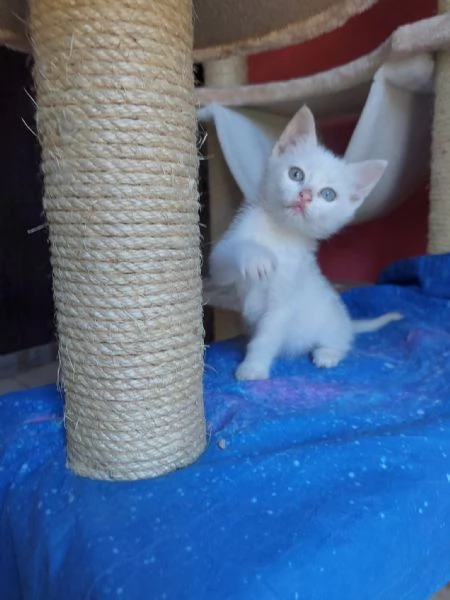 Teo, micino dolcissimo aspetta una famiglia | Foto 4