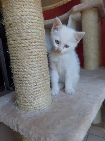 Teo, micino dolcissimo aspetta una famiglia | Foto 3