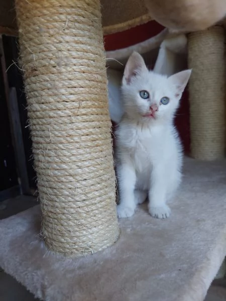 Teo, micino dolcissimo aspetta una famiglia | Foto 2