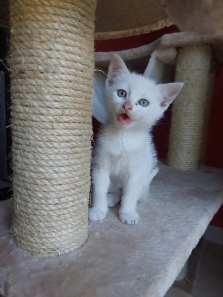 Teo, micino dolcissimo aspetta una famiglia | Foto 1