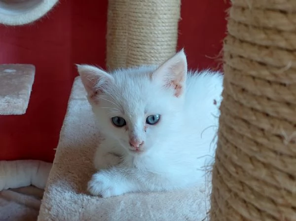 Teo, micino dolcissimo aspetta una famiglia | Foto 0