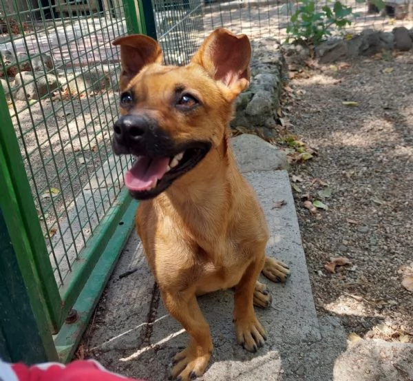 Totò, 5kg di simpatia e gioia aspetta una famiglia | Foto 3