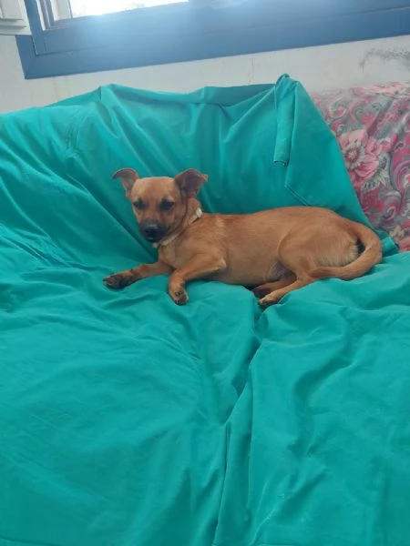 Totò, 5kg di simpatia e gioia aspetta una famiglia | Foto 0