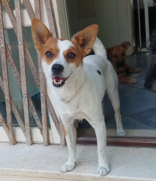 Giovanni, dolce piccolino, aspetta una famiglia | Foto 2