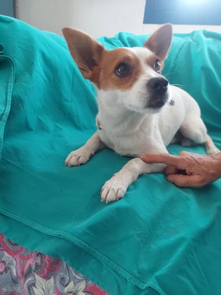 Giovanni, dolce piccolino, aspetta una famiglia | Foto 1