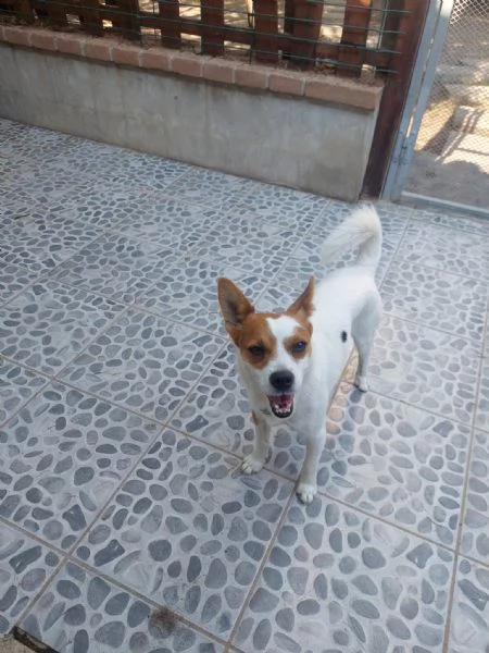 Giovanni, dolce piccolino, aspetta una famiglia | Foto 0