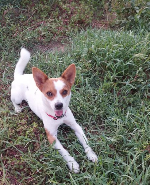 Giò, 6 kg di dolcezza, aspetta una famiglia | Foto 0