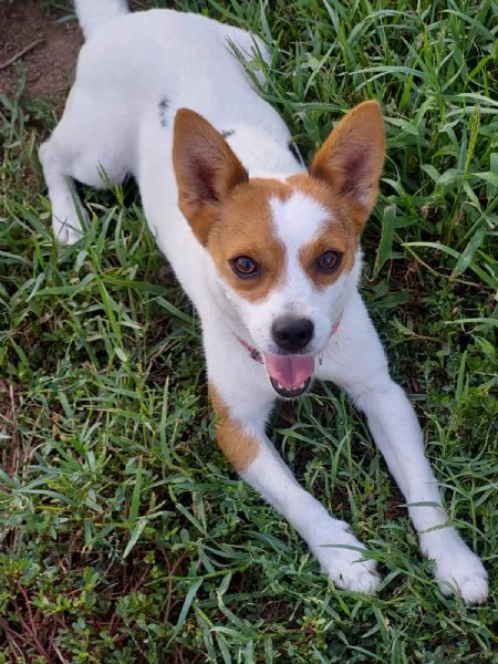 Giò, 6 kg di dolcezza, aspetta una famiglia