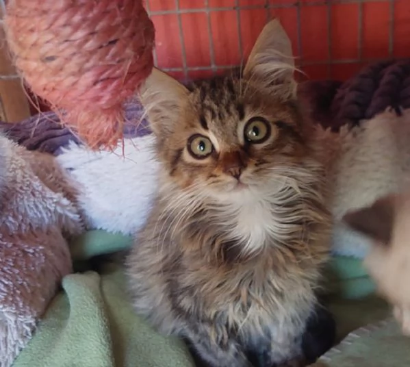 Jerry, micino dolcissimo aspetta casa