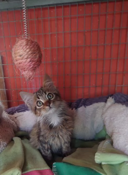 Jerry, micino dolcissimo aspetta casa | Foto 1