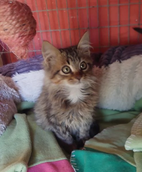 Jerry, micino dolcissimo aspetta casa | Foto 0