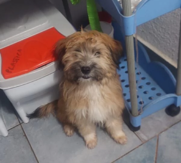 Bobby e Birba cuccioli deliziosi aspettano casa