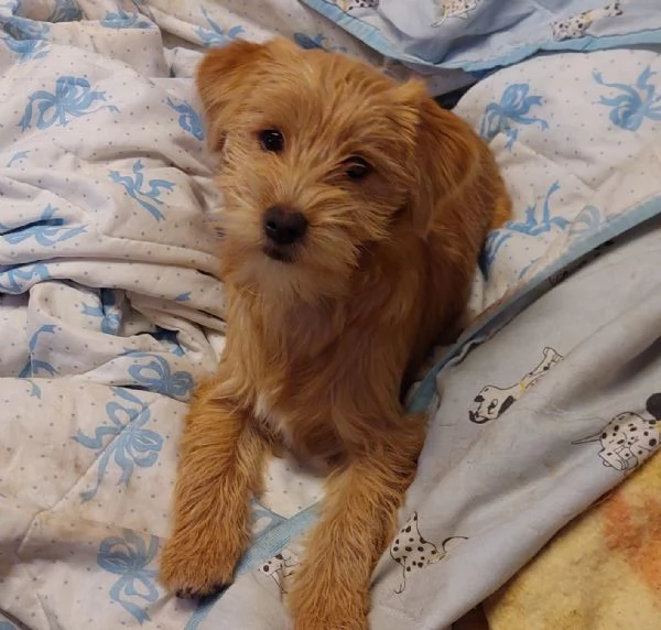 Bobby, un cucciolino simpatico aspetta una casa