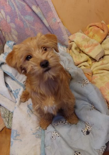 Bobby, un cucciolino simpatico aspetta una casa | Foto 1