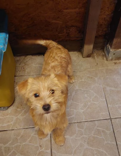 Bobby, un cucciolino simpatico aspetta una casa | Foto 0