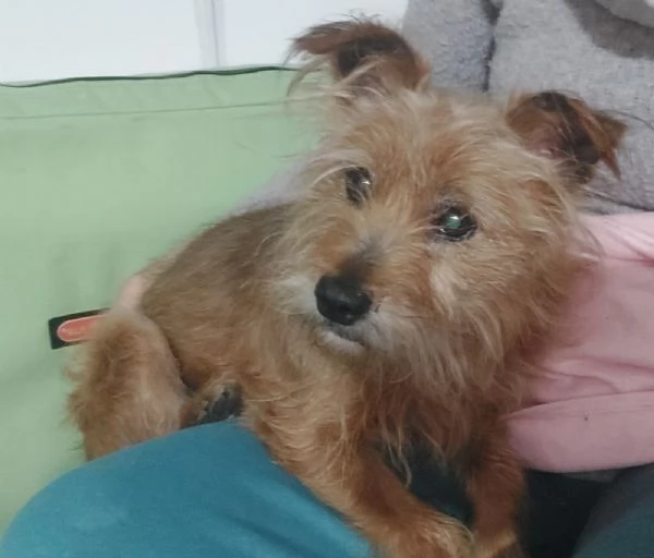 Henry, dolcissimo e desideroso di una famiglia | Foto 1