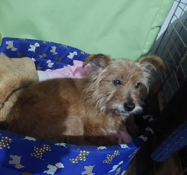 dolce Henry, 5 kg di amore aspetta casa