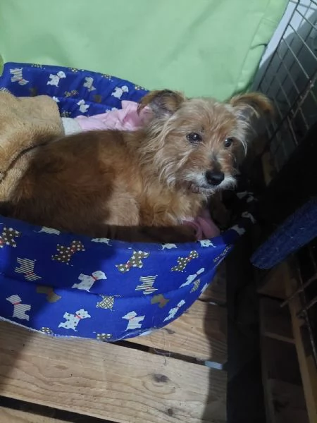 dolce Henry, 5 kg di amore aspetta casa | Foto 1