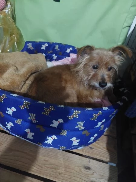 dolce Henry, 5 kg di amore aspetta casa | Foto 0